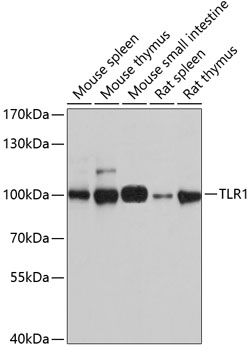 Валидация Elabscience E-AB-65724