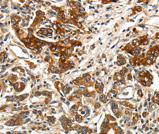 Валидация Elabscience E-AB-16082