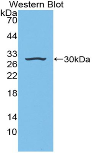 38733