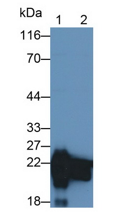 26692