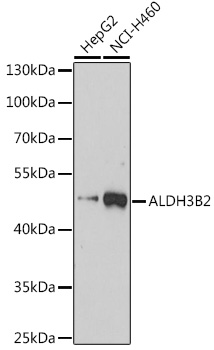 Валидация Elabscience E-AB-90931