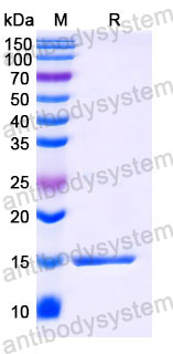 Валидация SDS-PAGE - AntibodySystem RHC36901