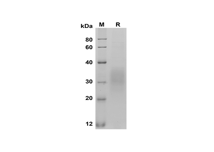 Валидация Elabscience PDMM100177(1137)