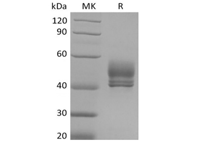 Валидация Elabscience PKSQ050124(5495)