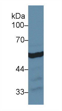 13323