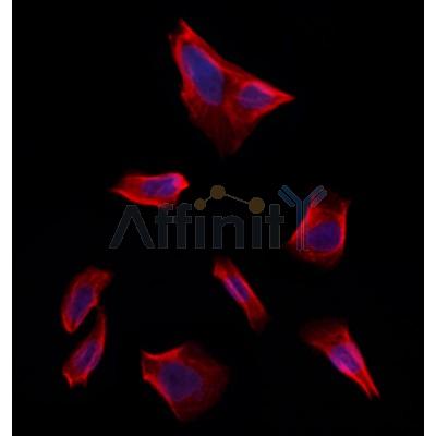 Валидация Affinity DF12399 - 6884