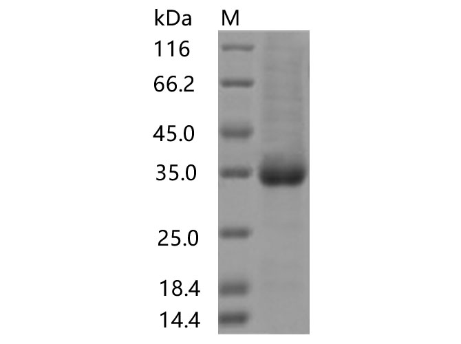 Валидация Elabscience PKSV030440(6164)
