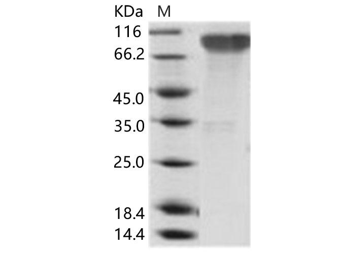 Валидация Elabscience PKSV030171(5948)
