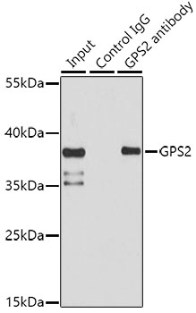 Валидация Elabscience E-AB-92558