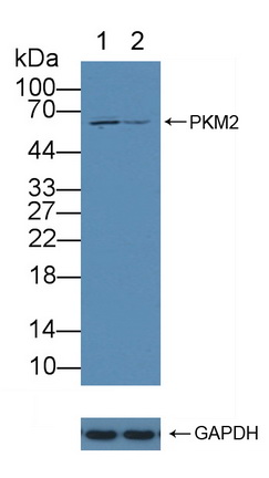 12102