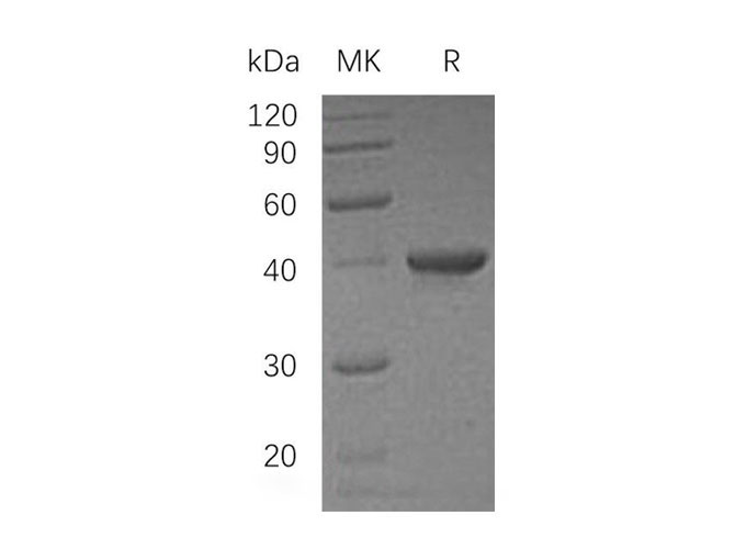 Валидация Elabscience PKSH033308(3641)