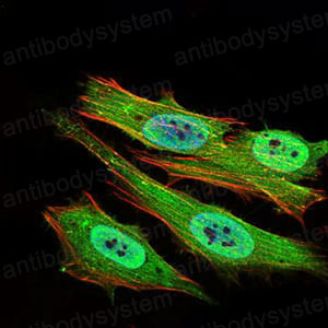 Валидация IF - AntibodySystem RHD73103