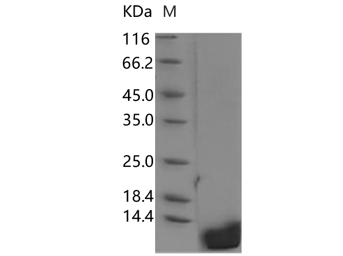 Валидация Elabscience PKSR030544(5854)
