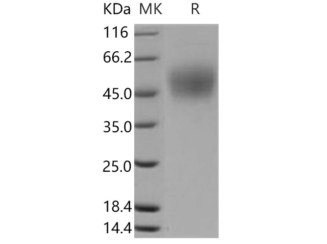 Валидация Elabscience PKSM040815(4779)