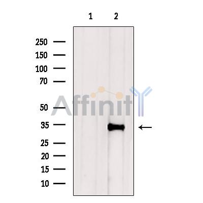 Валидация Affinity DF6145 - 17379