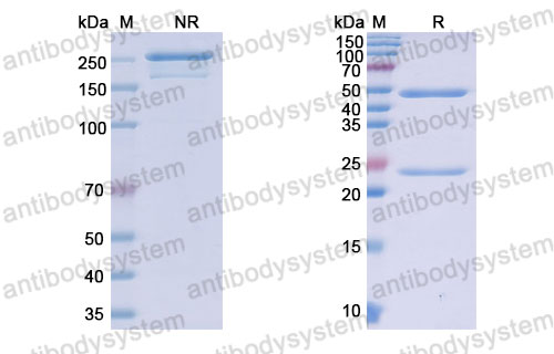 Валидация SDS-PAGE - AntibodySystem DHB48101