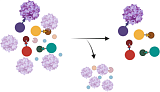 Host cell protein (HCP)