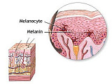 Melanocyte