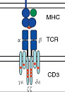 T-Cell Receptor V Gamma 3 (TCRVg3)