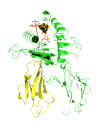 Leukocyte Antigen B27 (HLA-B27)