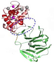 Pro-matrix Metalloproteinase 1 (Pro-MMP-1)