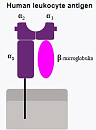 Human leukocyte antigen (HLA)