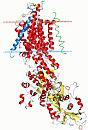 ATPase, Na+/K+ pump