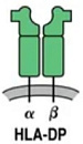 Human Leukocyte Antigen DP (HLA-DP)