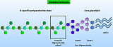 Endotoxin Core (Endoc)