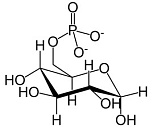 Glucose 6-phosphate (G6P)