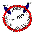 High-Density Lipoprotein Cholesterol (HDL-C)