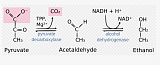 Pyruvate Decarboxylase (PDC)