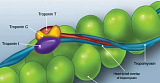 Tropomyosin 5 (TPM5)
