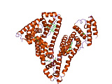 Microalbuminuria (MAU)
