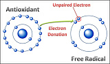 Total Antioxidant Capacity (TAC)