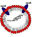 Low-Density Lipoprotein Cholesterol (LDL-C)